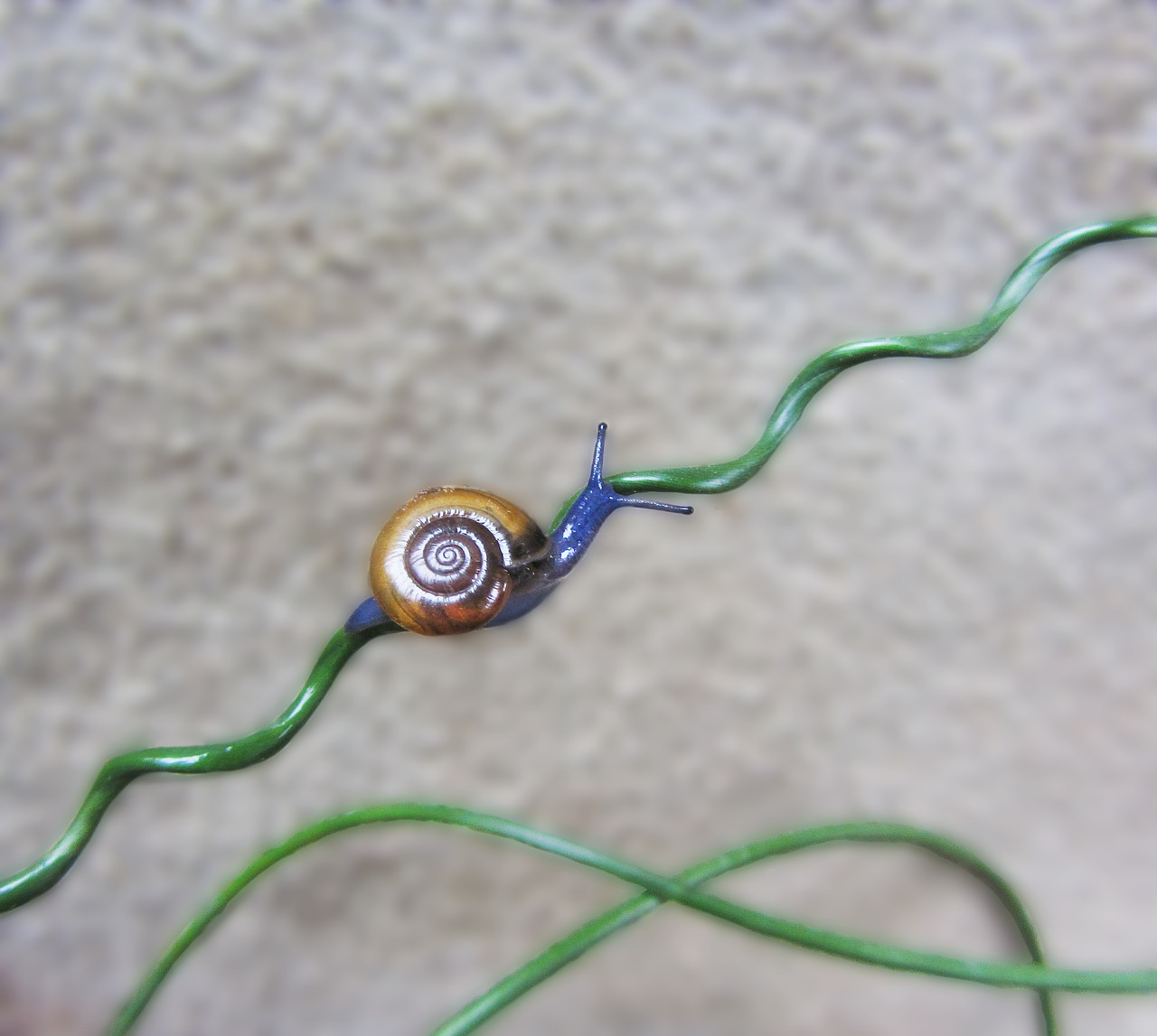 snail blue snail squiggle free photo