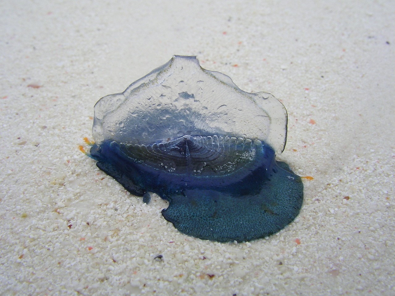 snail zanzibar beach free photo