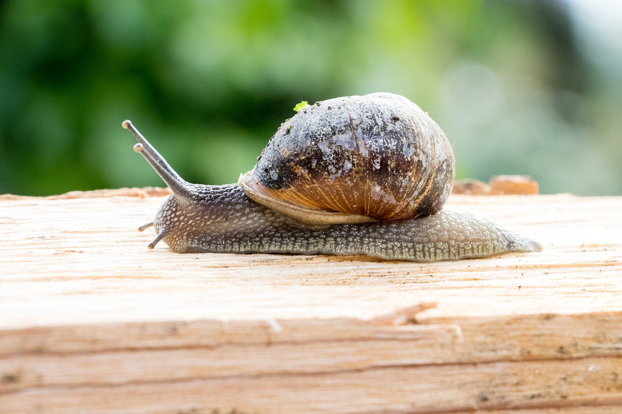 snail mollusk shell free photo