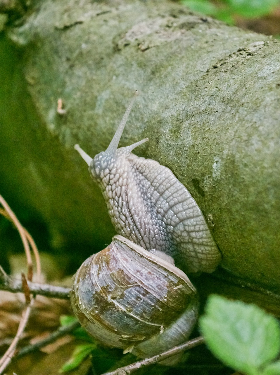 snail forest mucus free photo