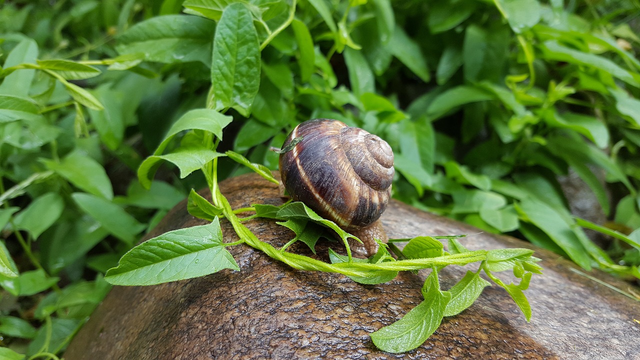 snail rain nature free photo