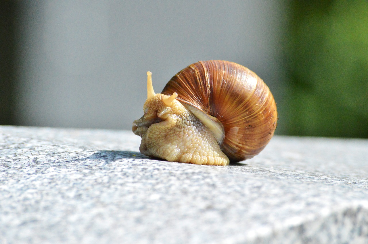 snail shell mollusk free photo