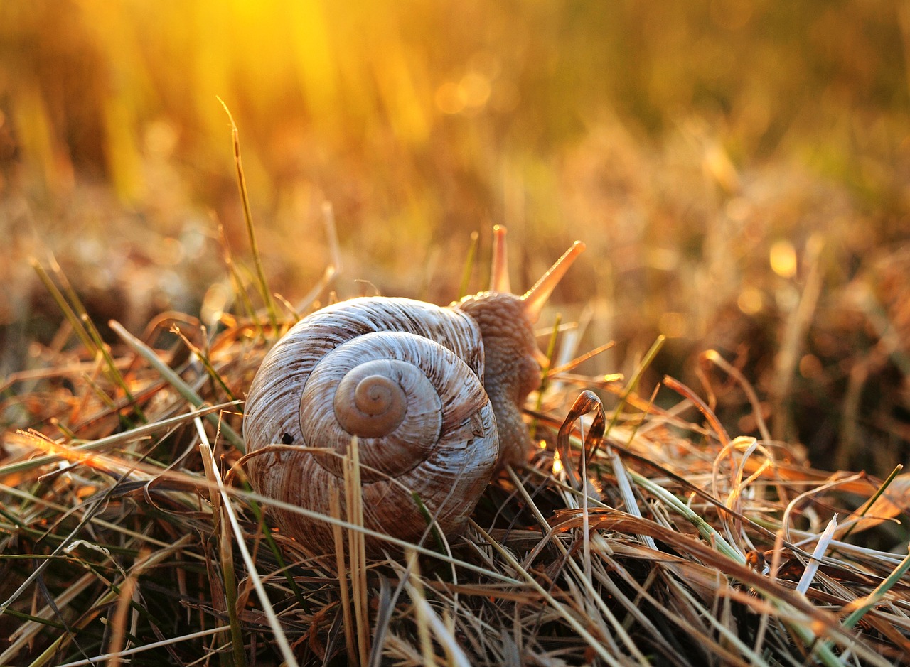 snail sunset grass free photo