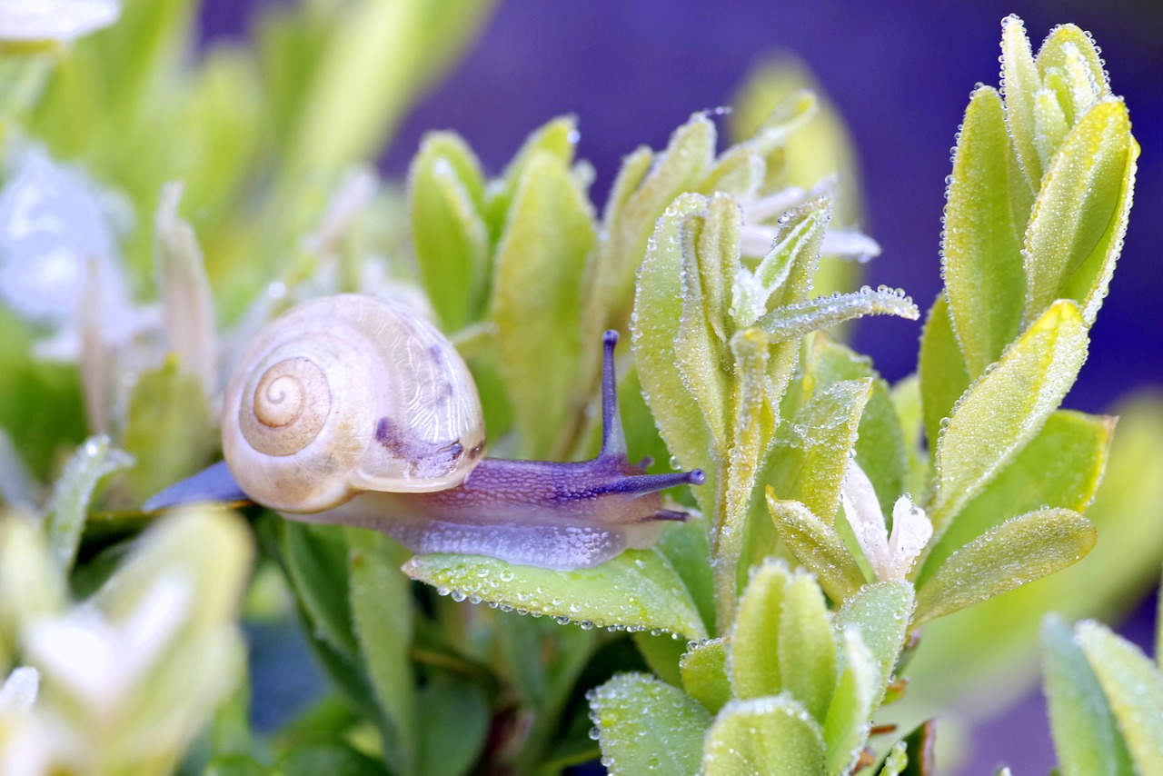 snail plant foliage free photo