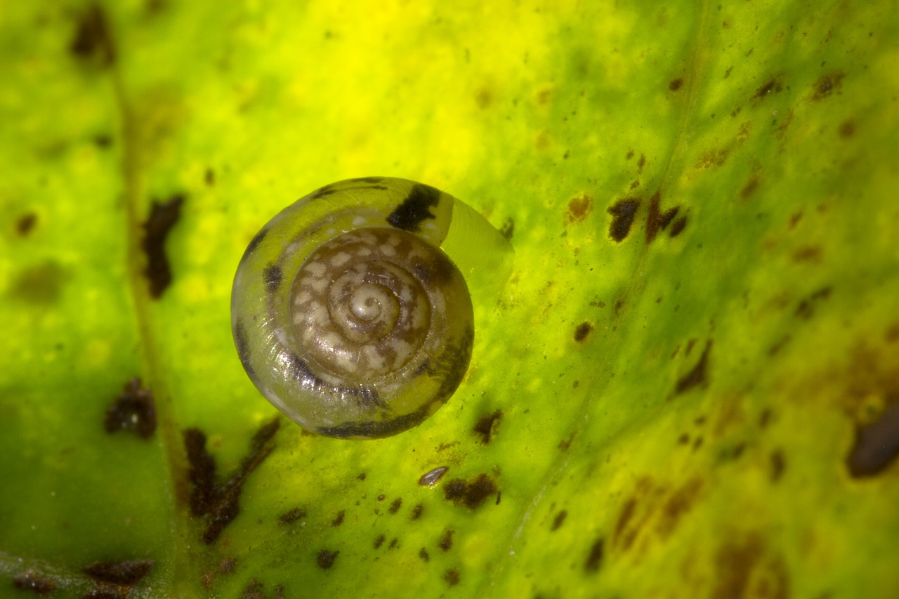 snail shell dry rigid free photo