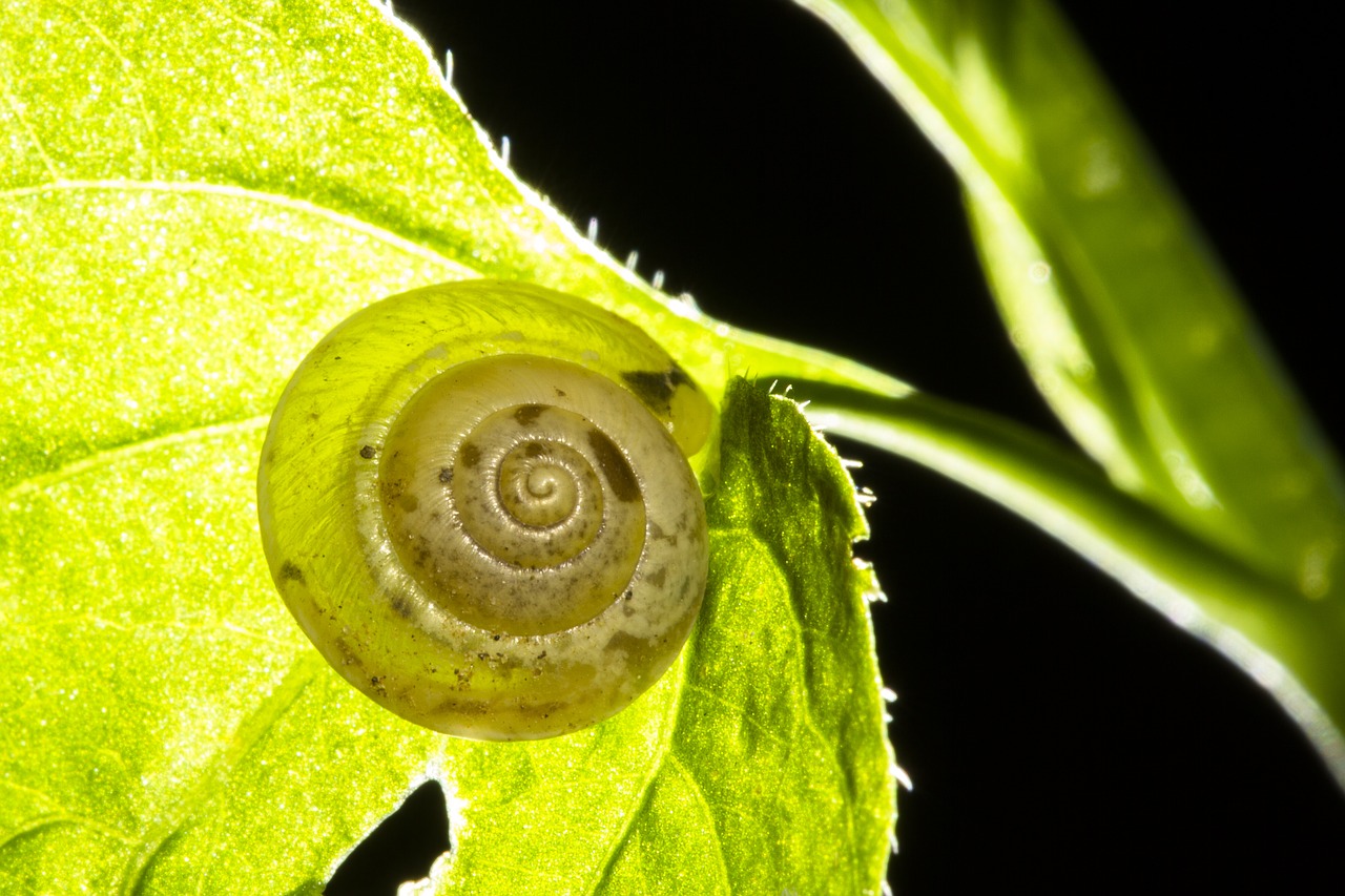 snail shell dry rigid free photo