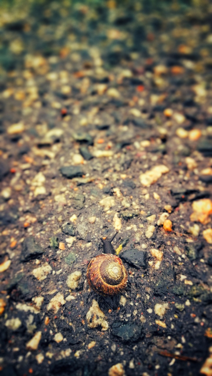snail rain the land free photo
