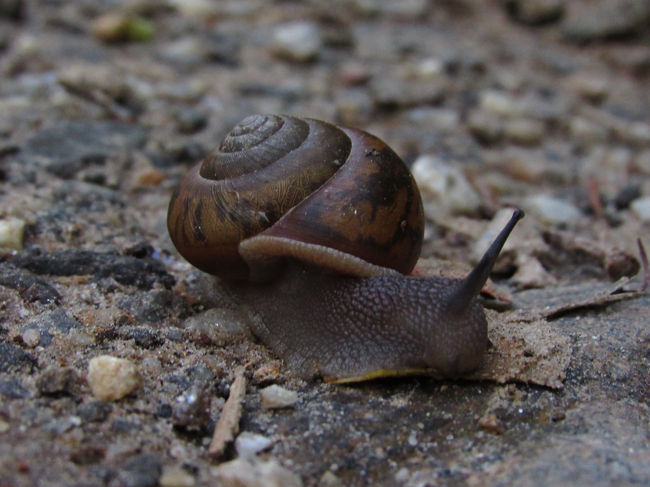 snail earth nature free photo