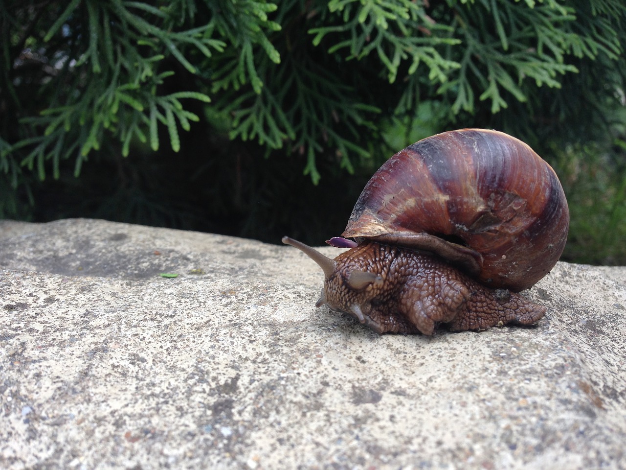 snail creeps slimy free photo