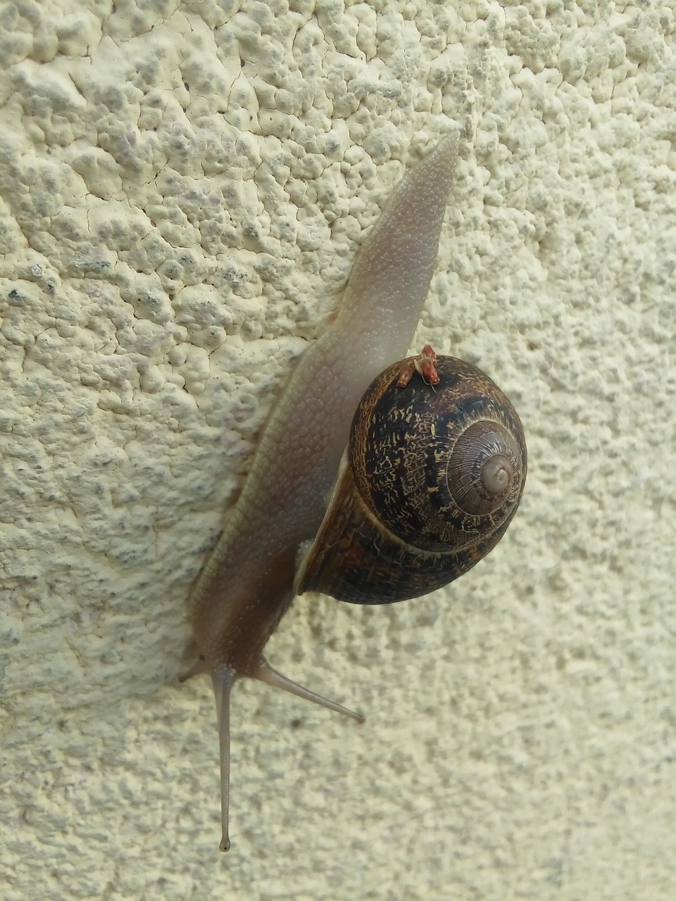 snail wall walk free photo