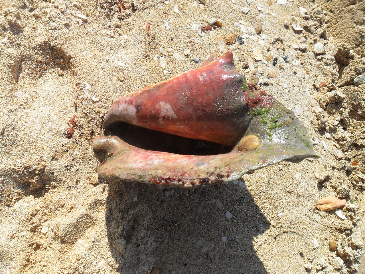 snail sand sea free photo