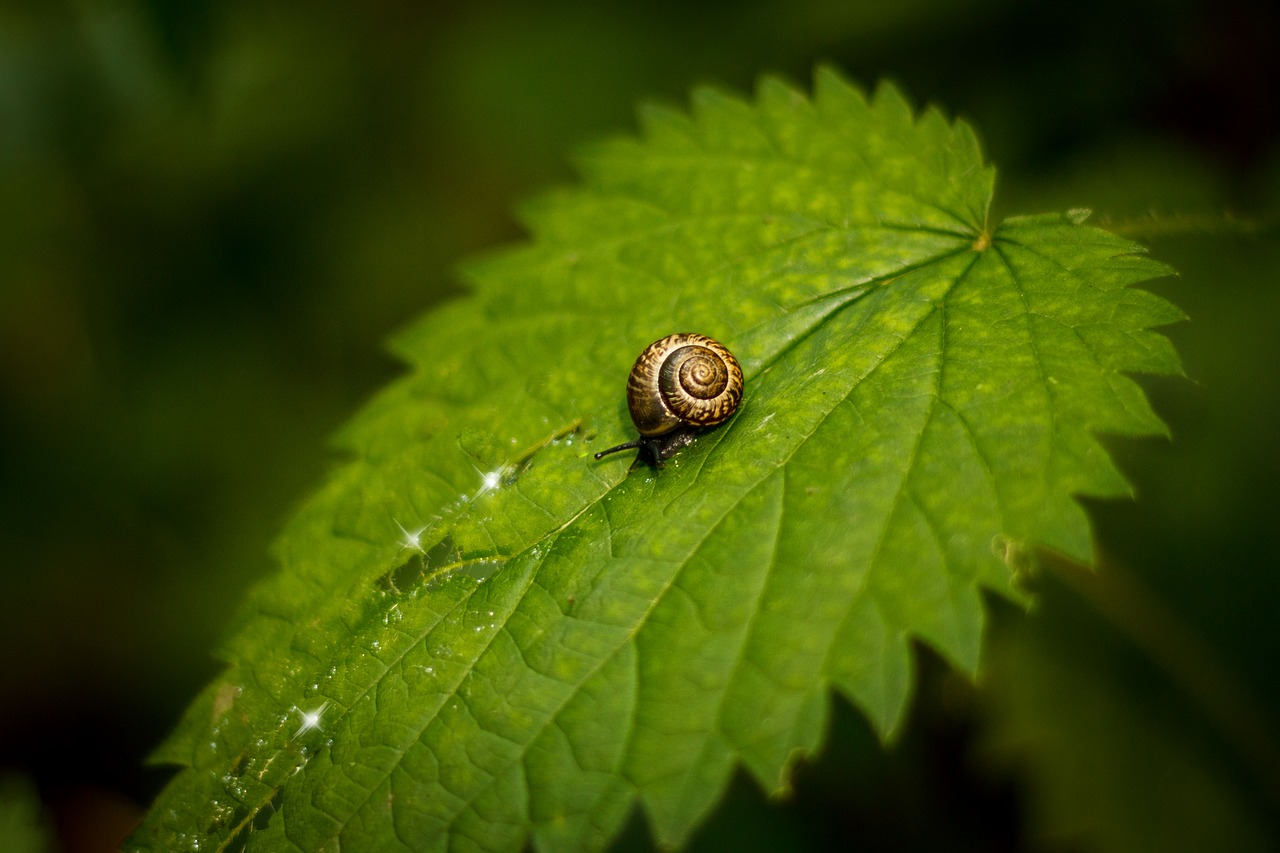 snail sheet nettle free photo