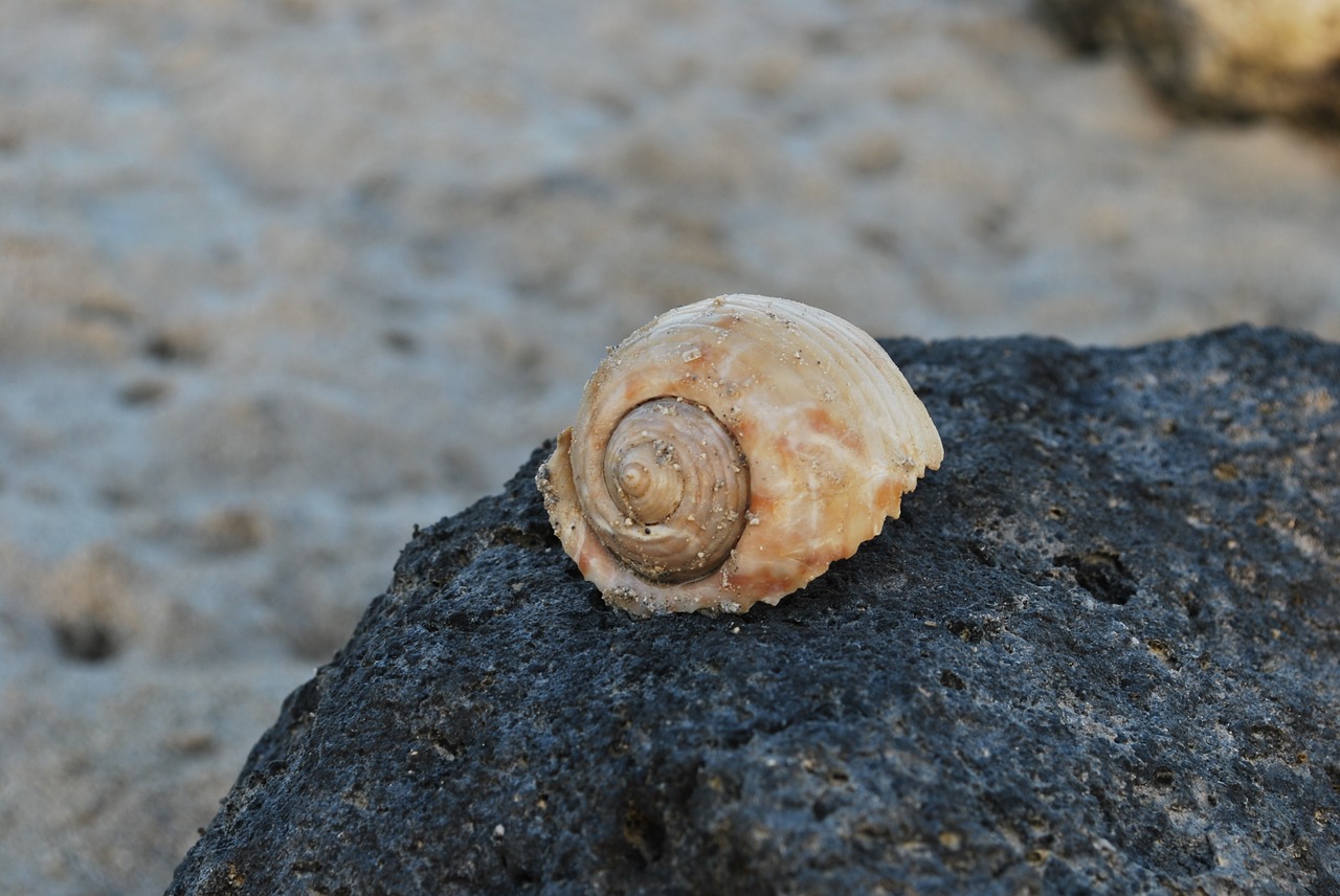 snail rock empty free photo