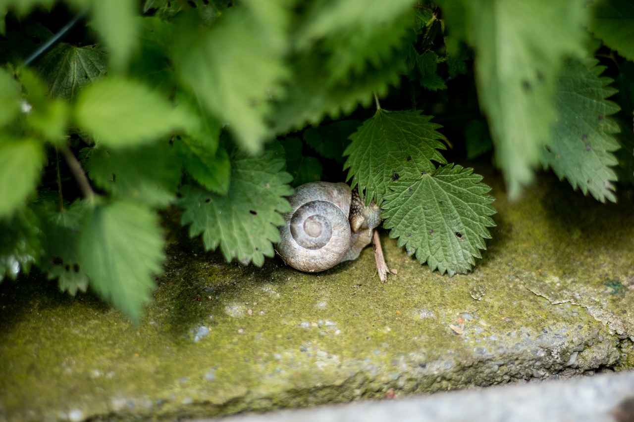snail nature free pictures free photo