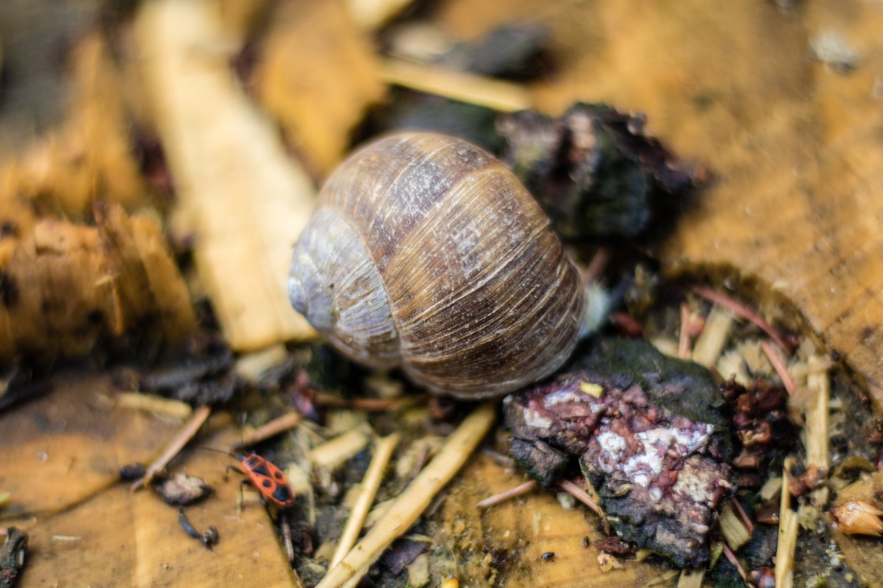 snail nature animal free photo