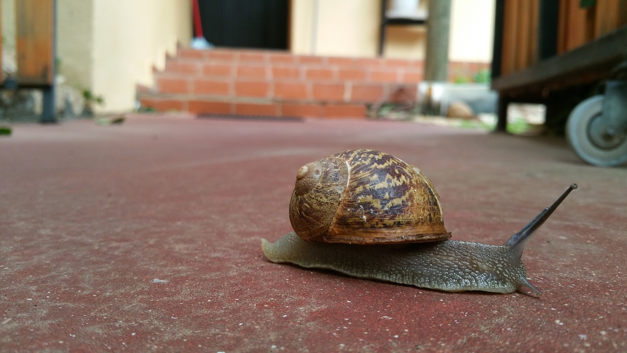snail slow away free photo
