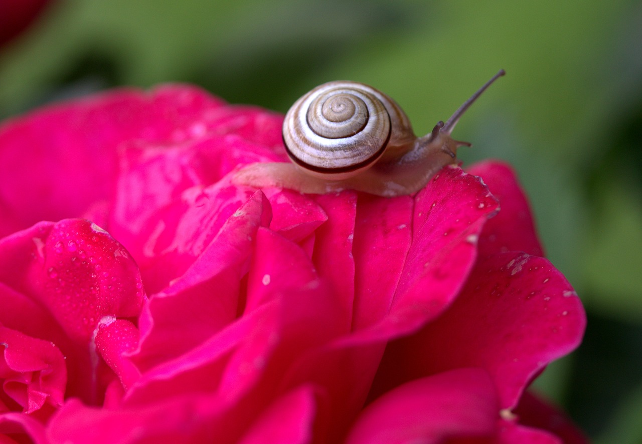 snail rose petals free photo