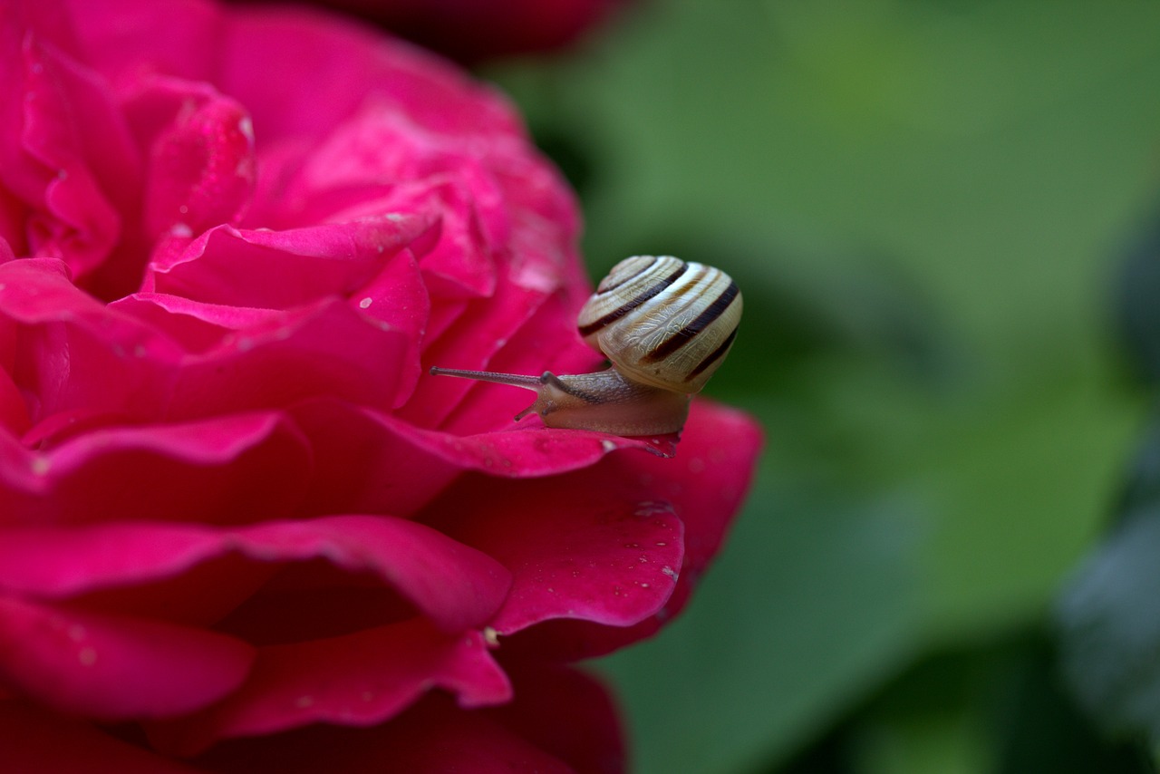 snail rose petals free photo