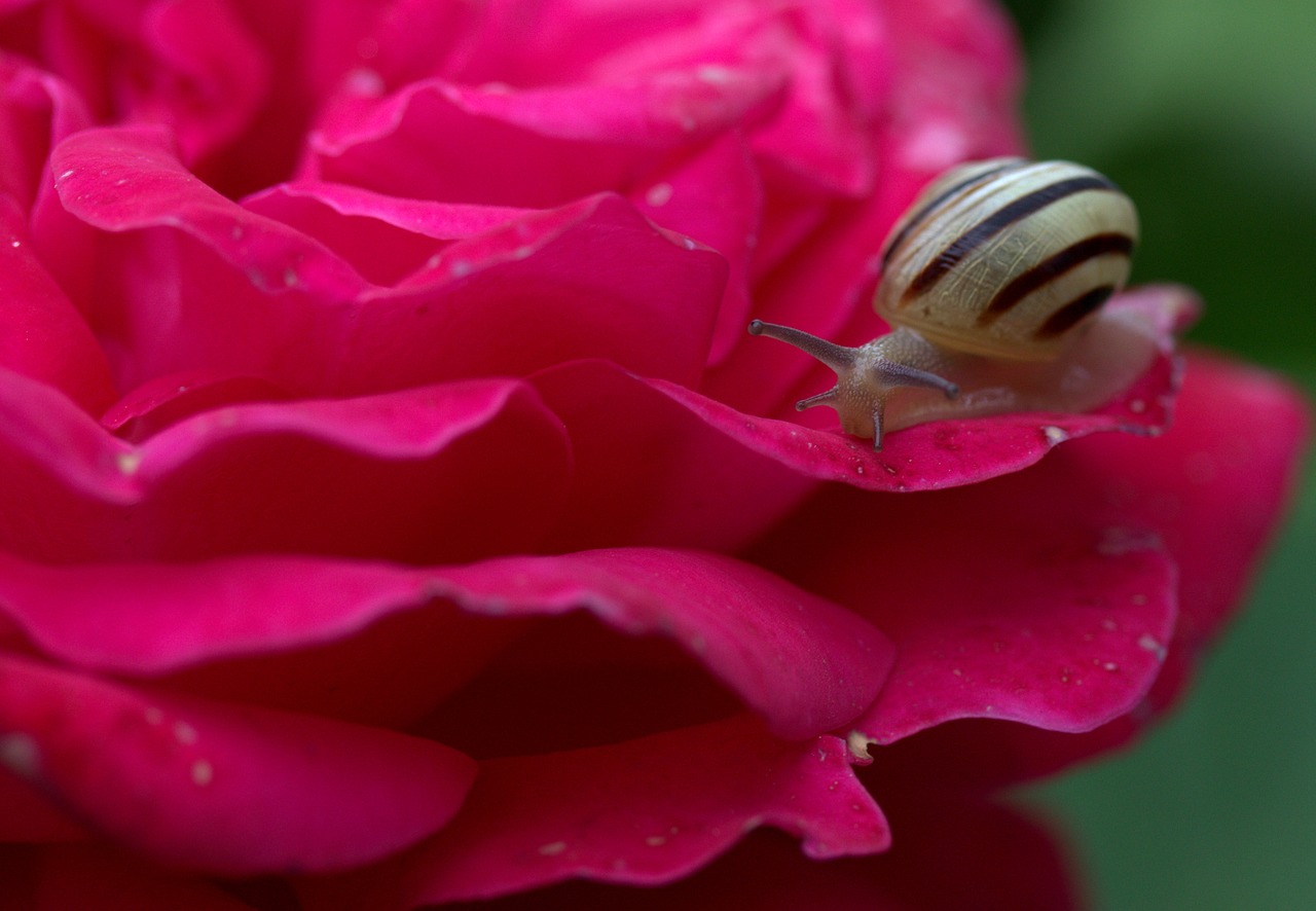 snail rose petals free photo