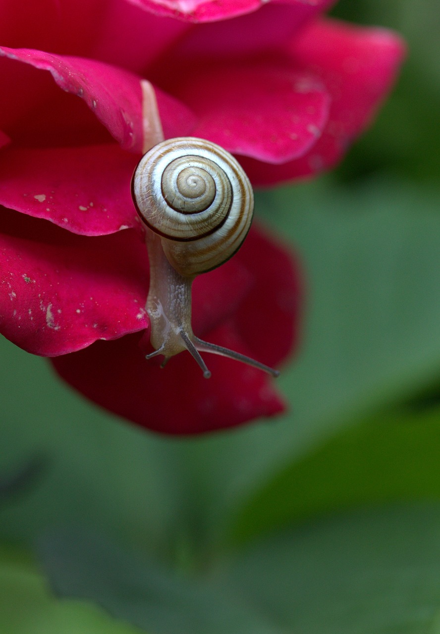 snail rose petals free photo