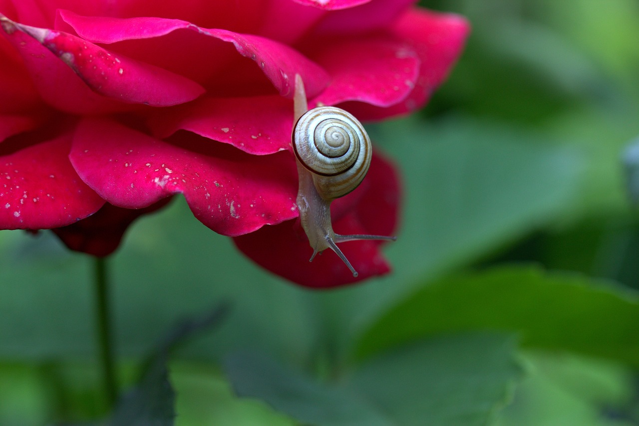 snail rose petals free photo