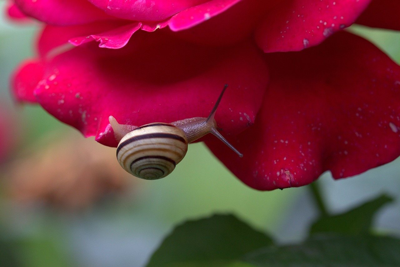 snail rose petals free photo