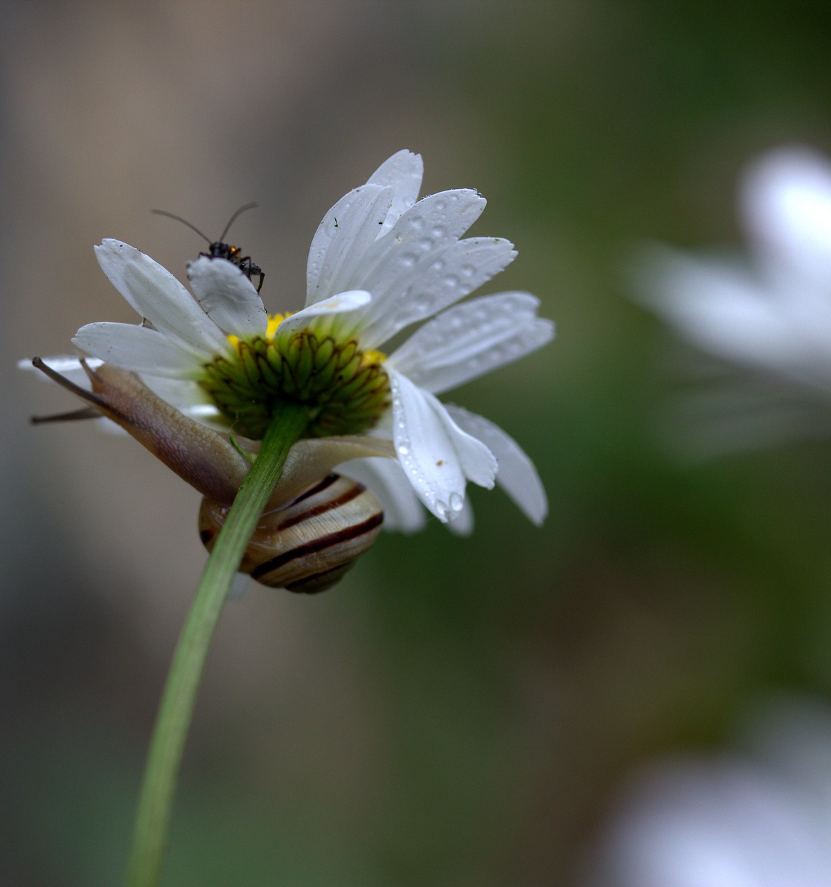 snail daisy flower free photo