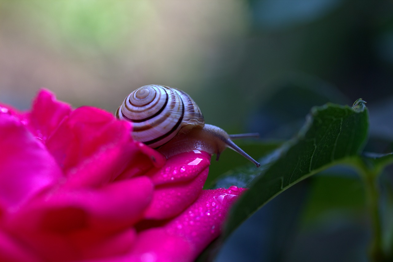 snail rose petals free photo