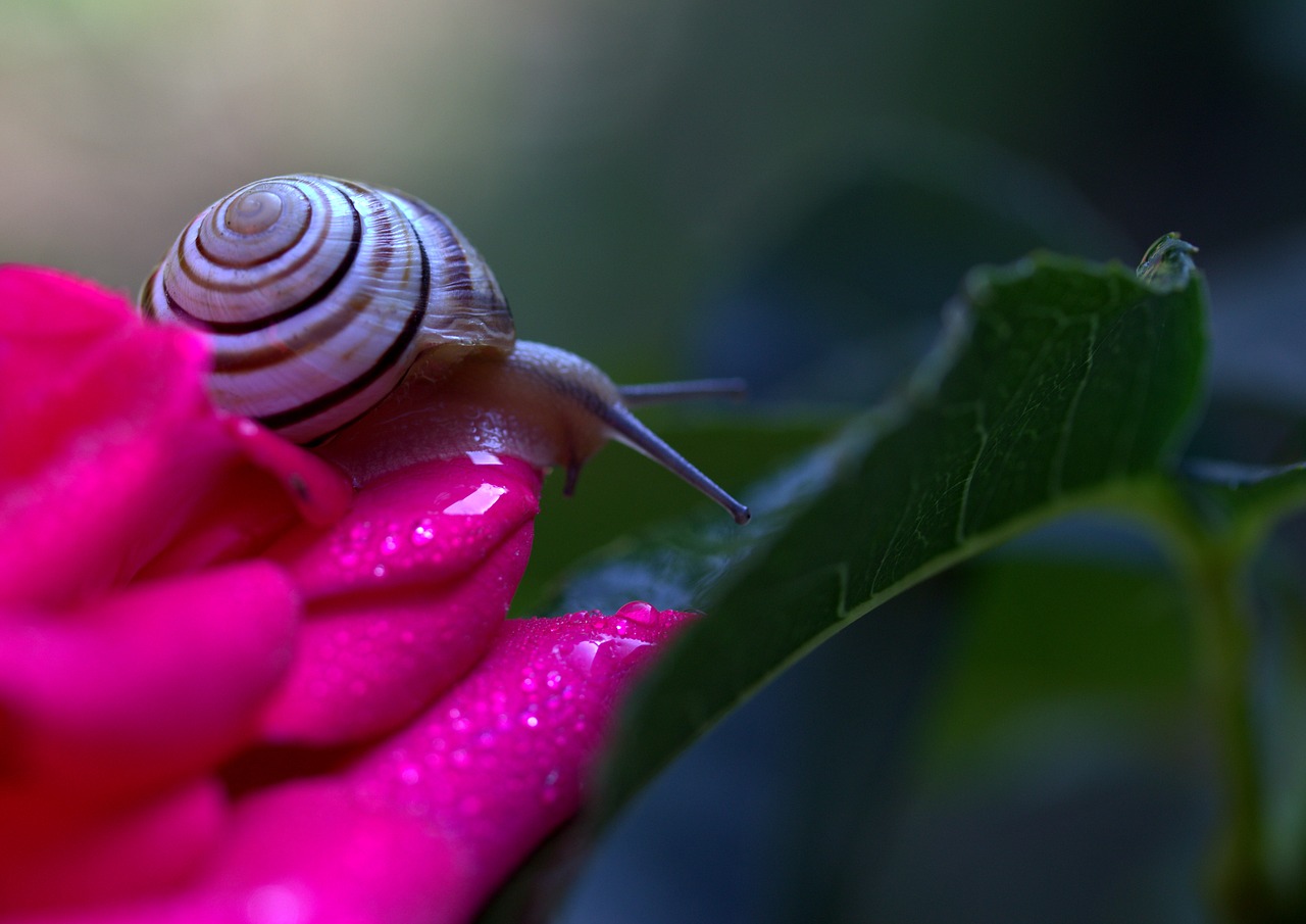 snail rose petals free photo