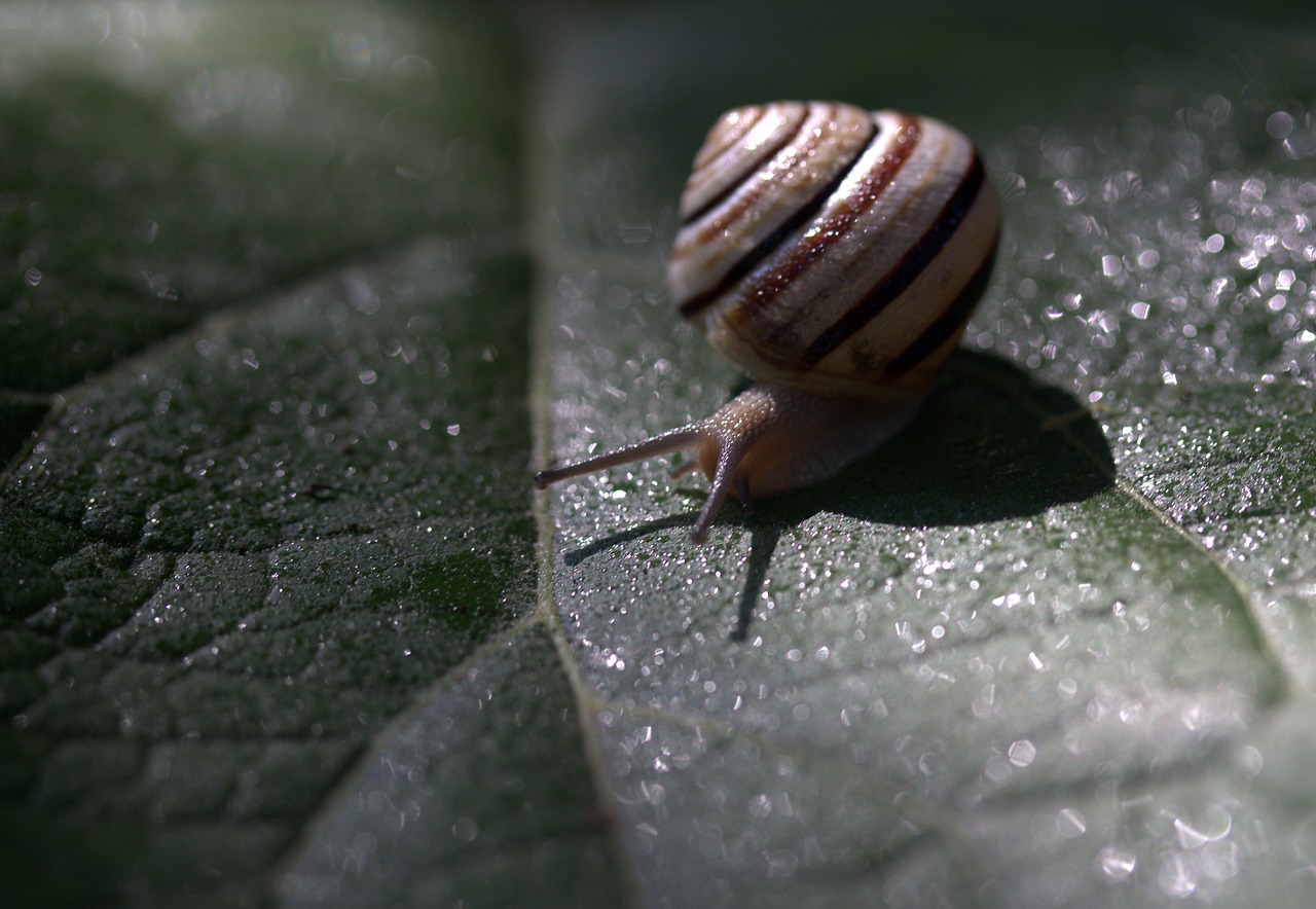 snail leaf wet free photo