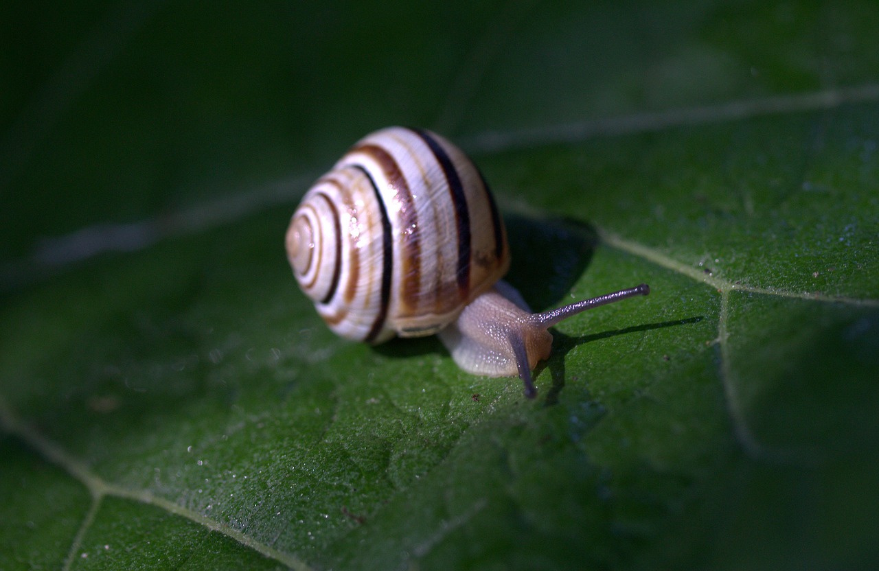 snail leaf wet free photo