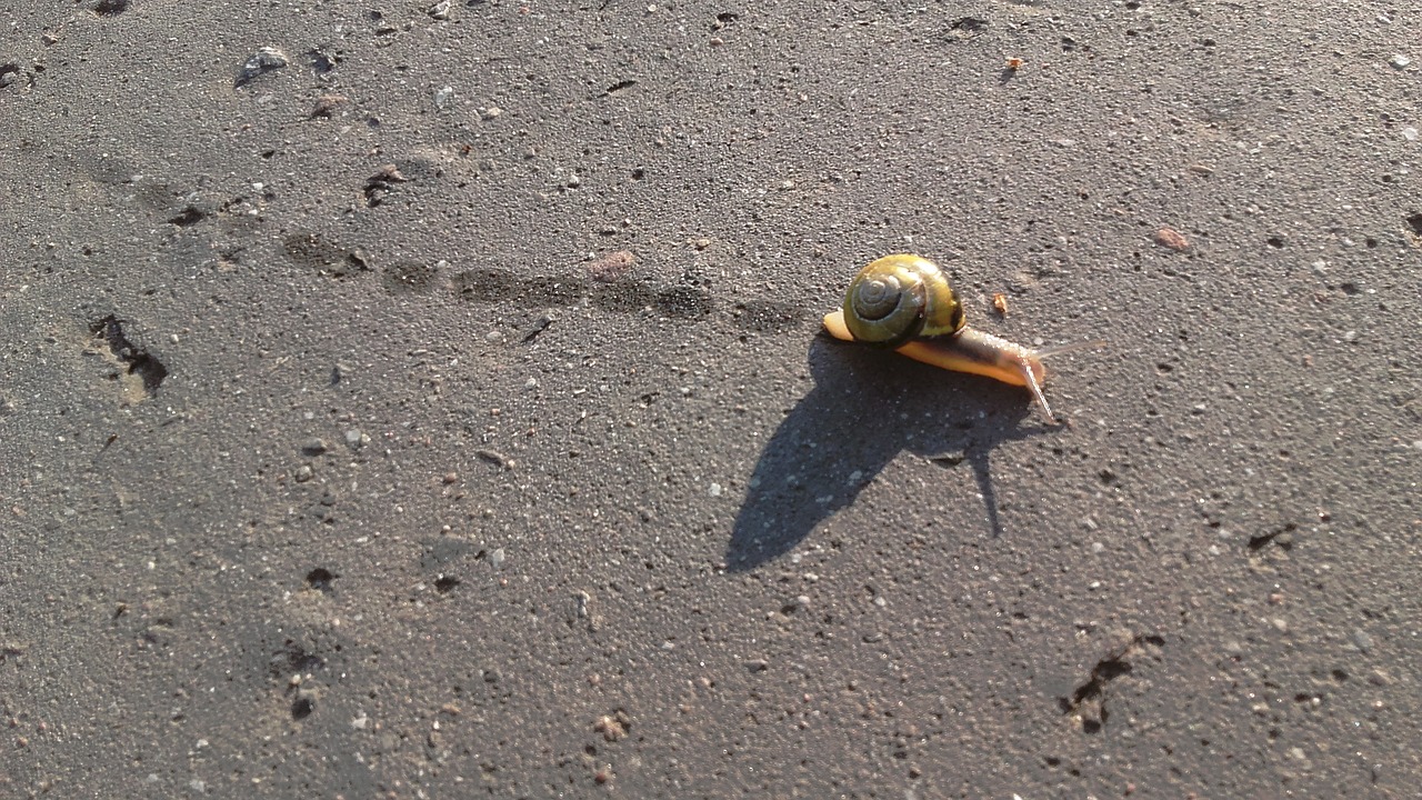 snail slow flatworms free photo