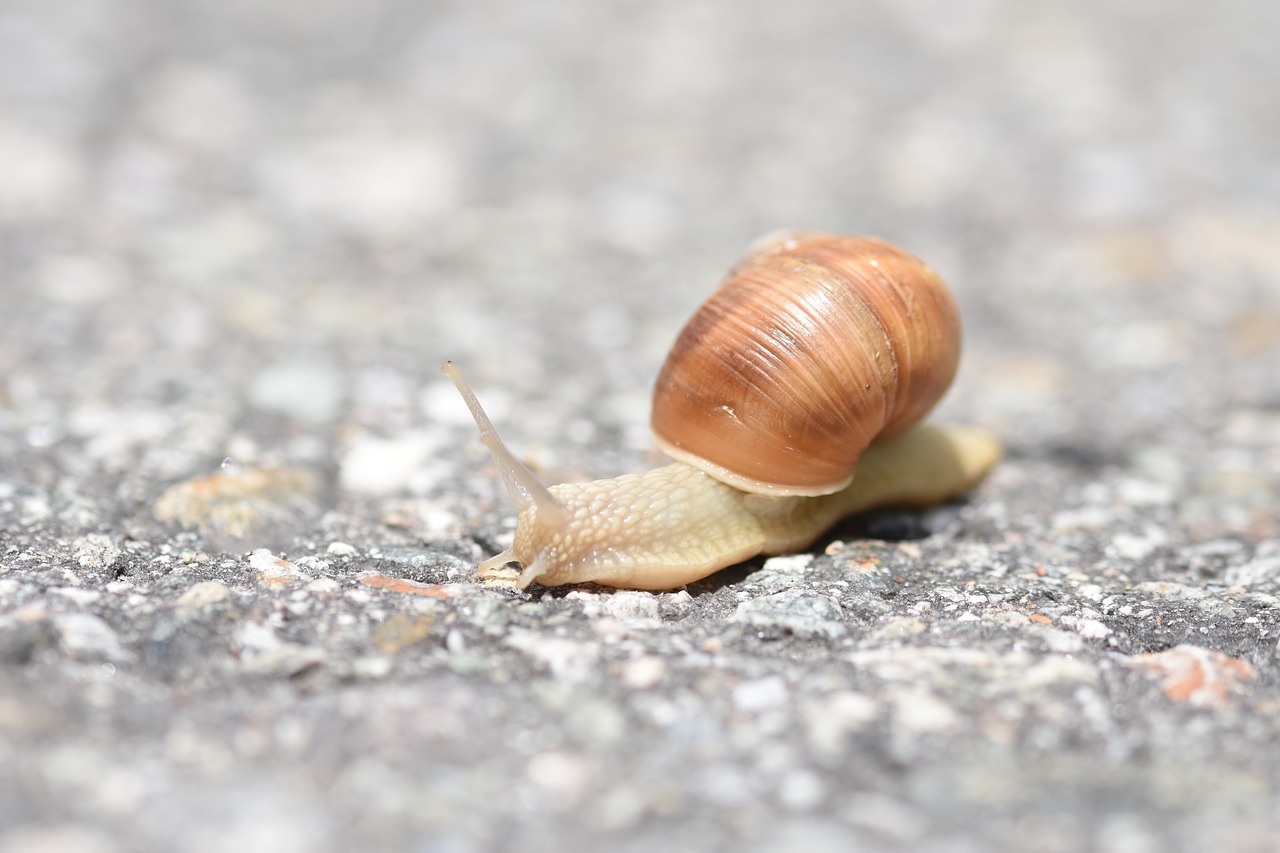 snail asphalt snail shell free photo