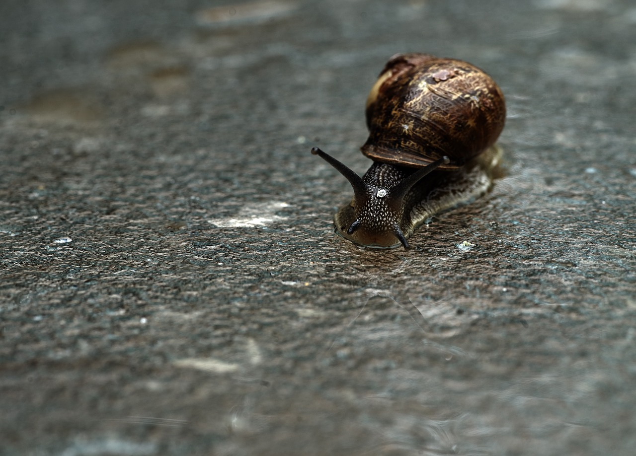 snail macro gastropod free photo