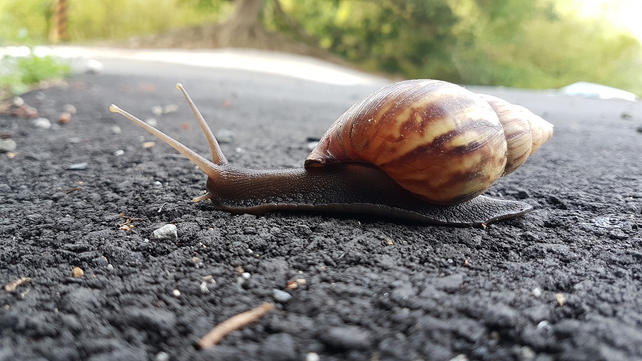 snail slow animal free photo