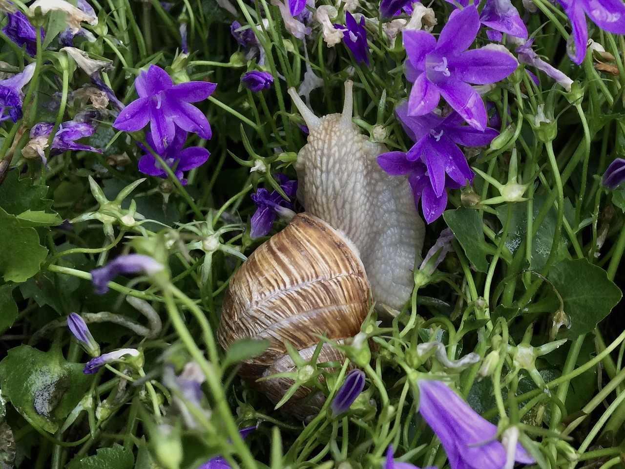 snail flowers nature free photo