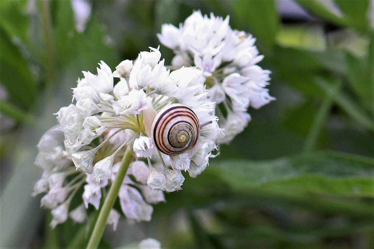 snail shell blossom free photo