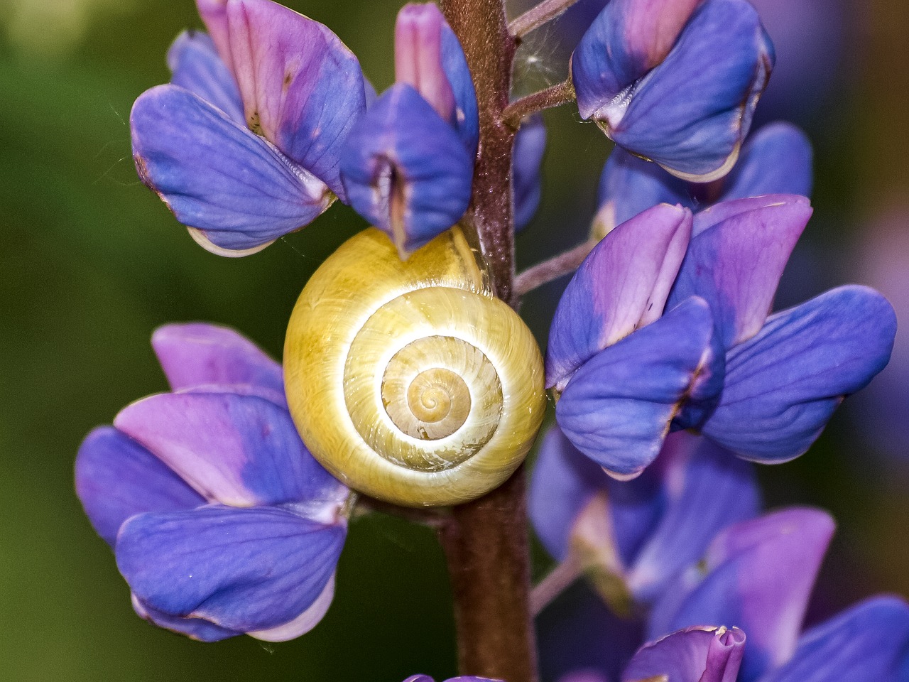 snail tape worm flower free photo