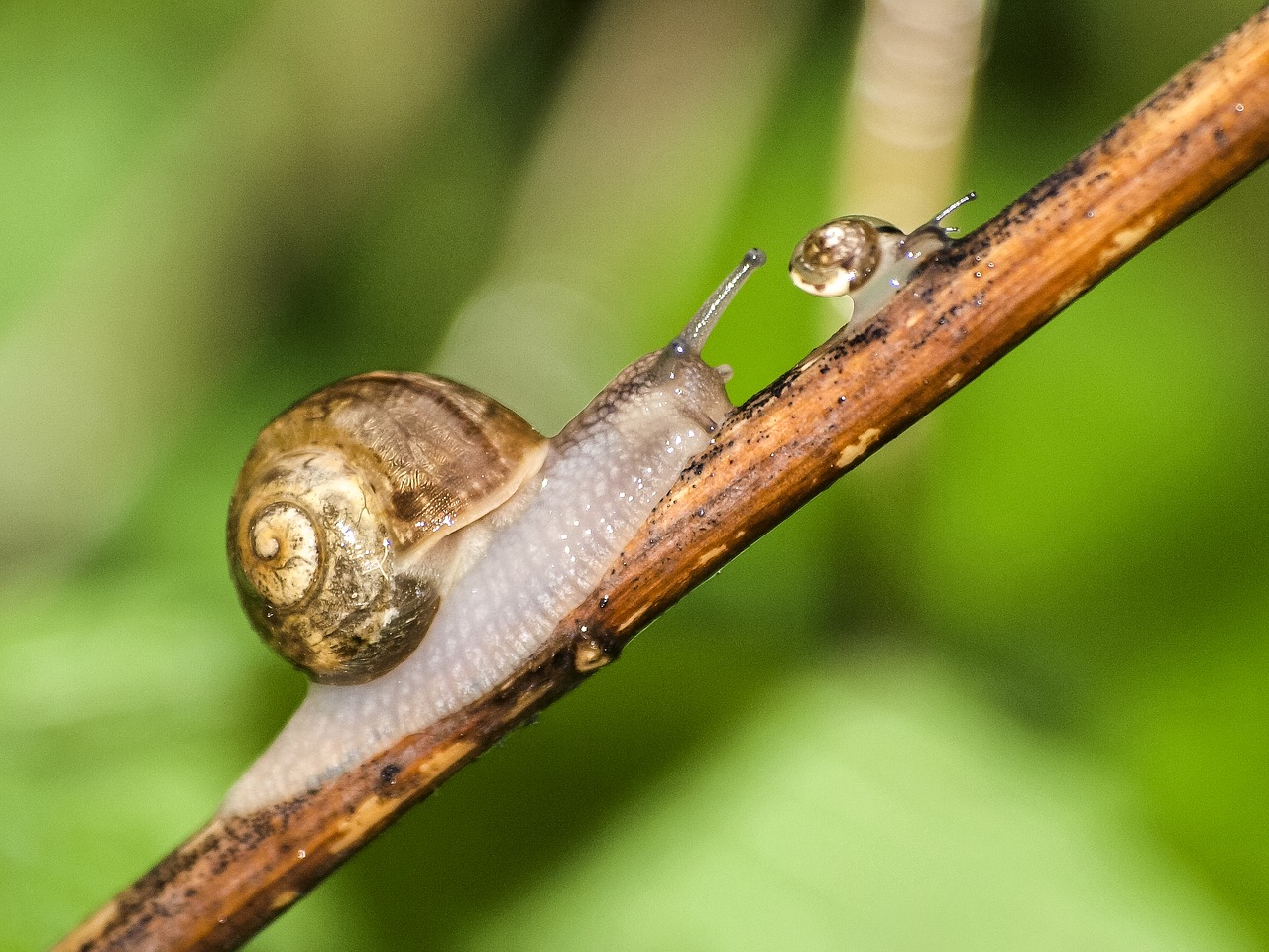 snail leaves snail nature free photo