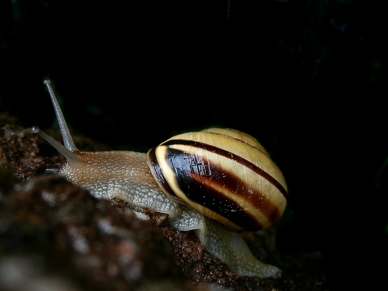 snail shell close free photo