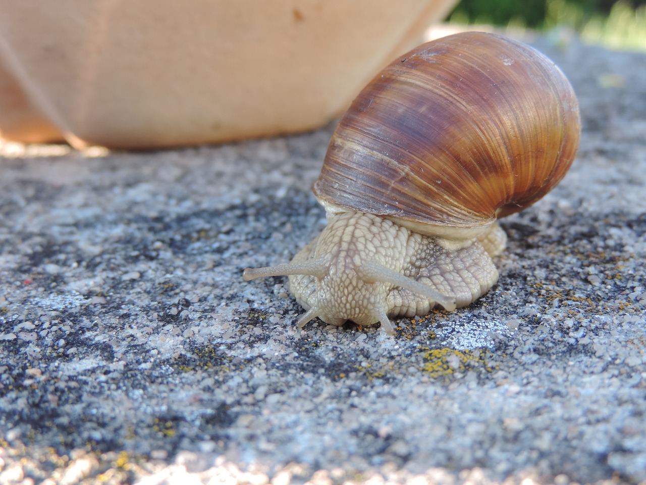 snail animal shell free photo