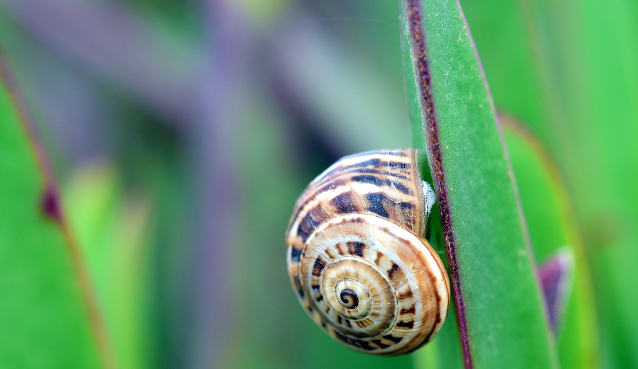 snail cactus reptile free photo