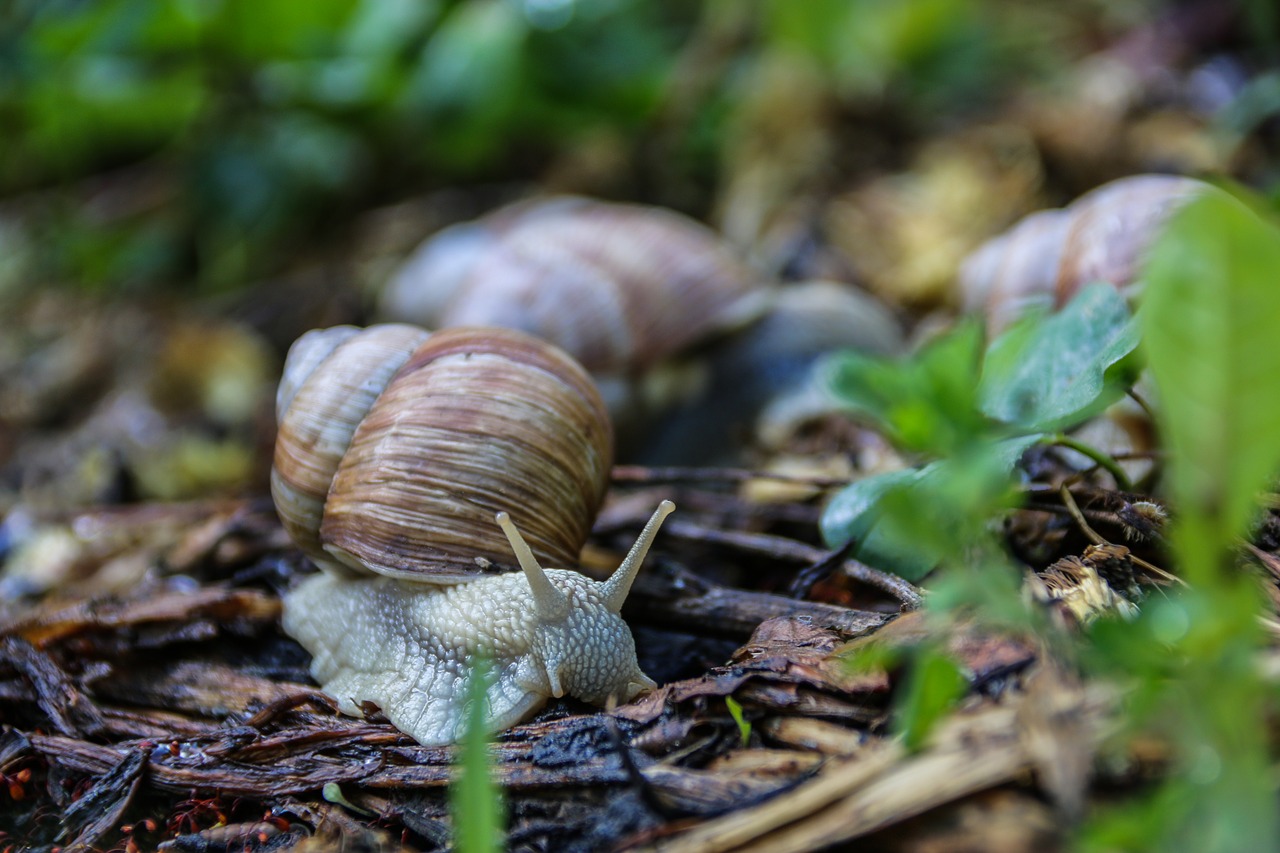 snail worm nature free photo