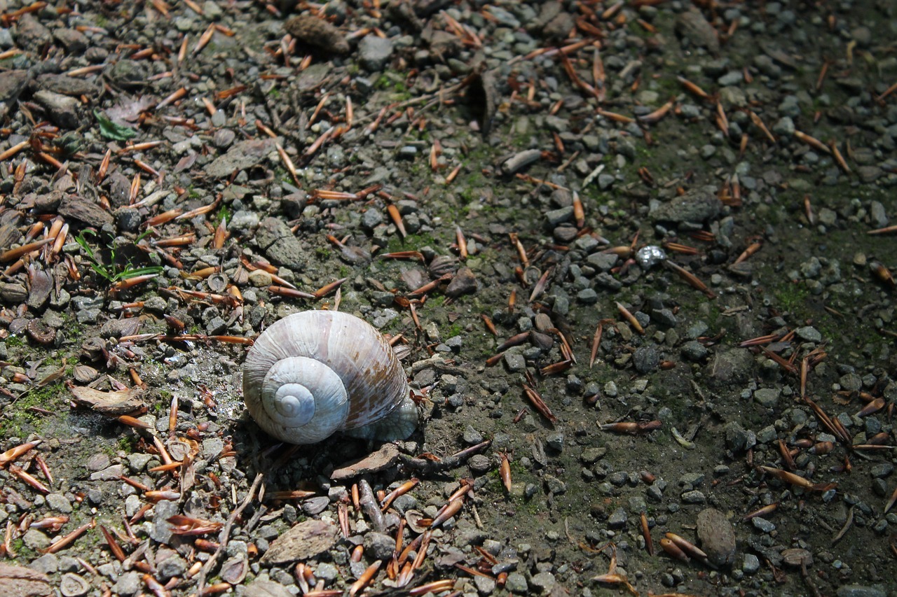 snail shell snail shells free photo