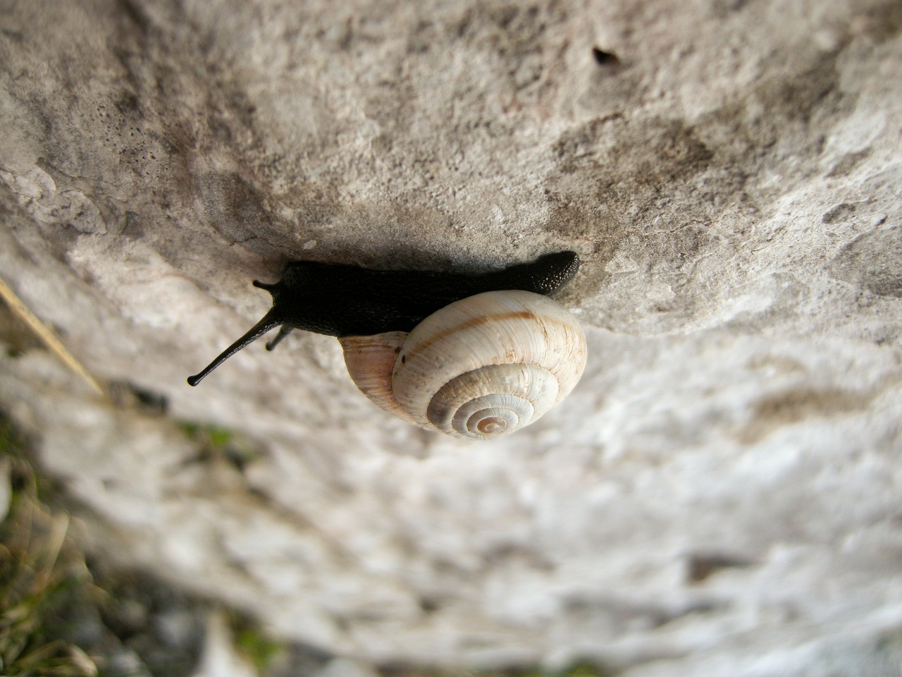 snail rock macro free photo