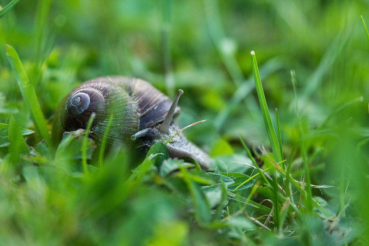 snail probe nature free photo