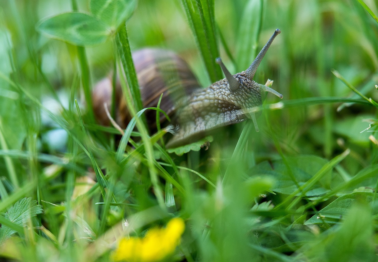 snail probe nature free photo