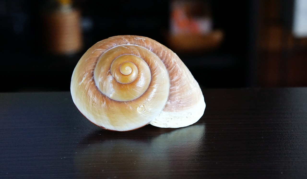 snail decoration design free photo