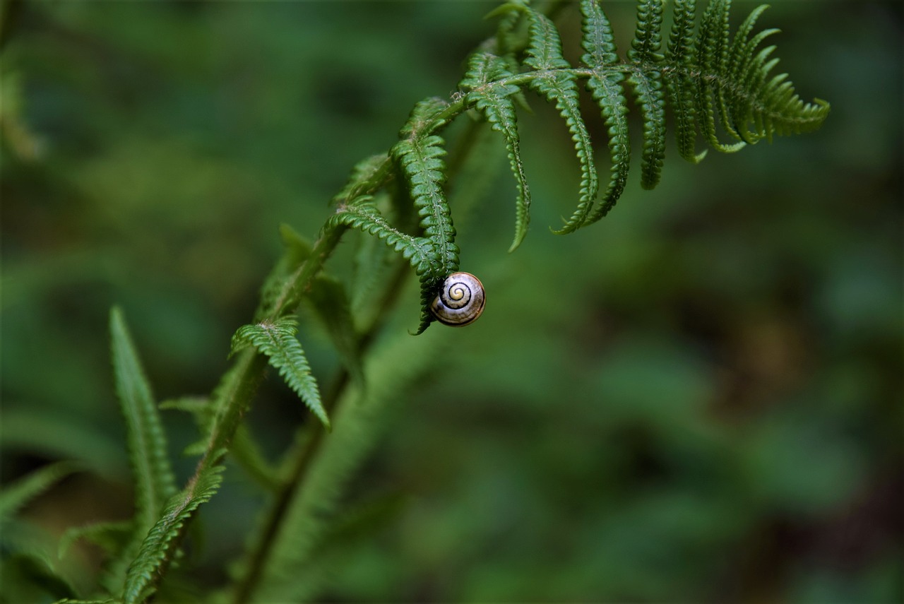 snail animals macro free photo