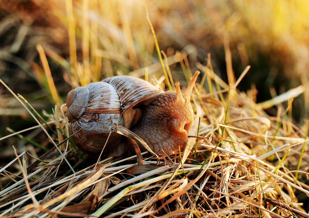 snail shell mollusk free photo